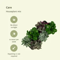 Box 3 Plantes D'intérieur - H20cm, ø12cm - Plantes D'intérieur -Karcher Soldes 7484875134665985