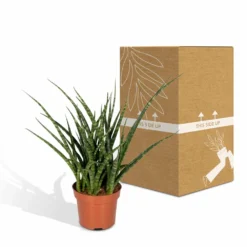 Sansevieria Fernwood Punk - H30cm, ø12cm - Plante D'intérieur Sans Entretien -Karcher Soldes 74e4a547941876d2
