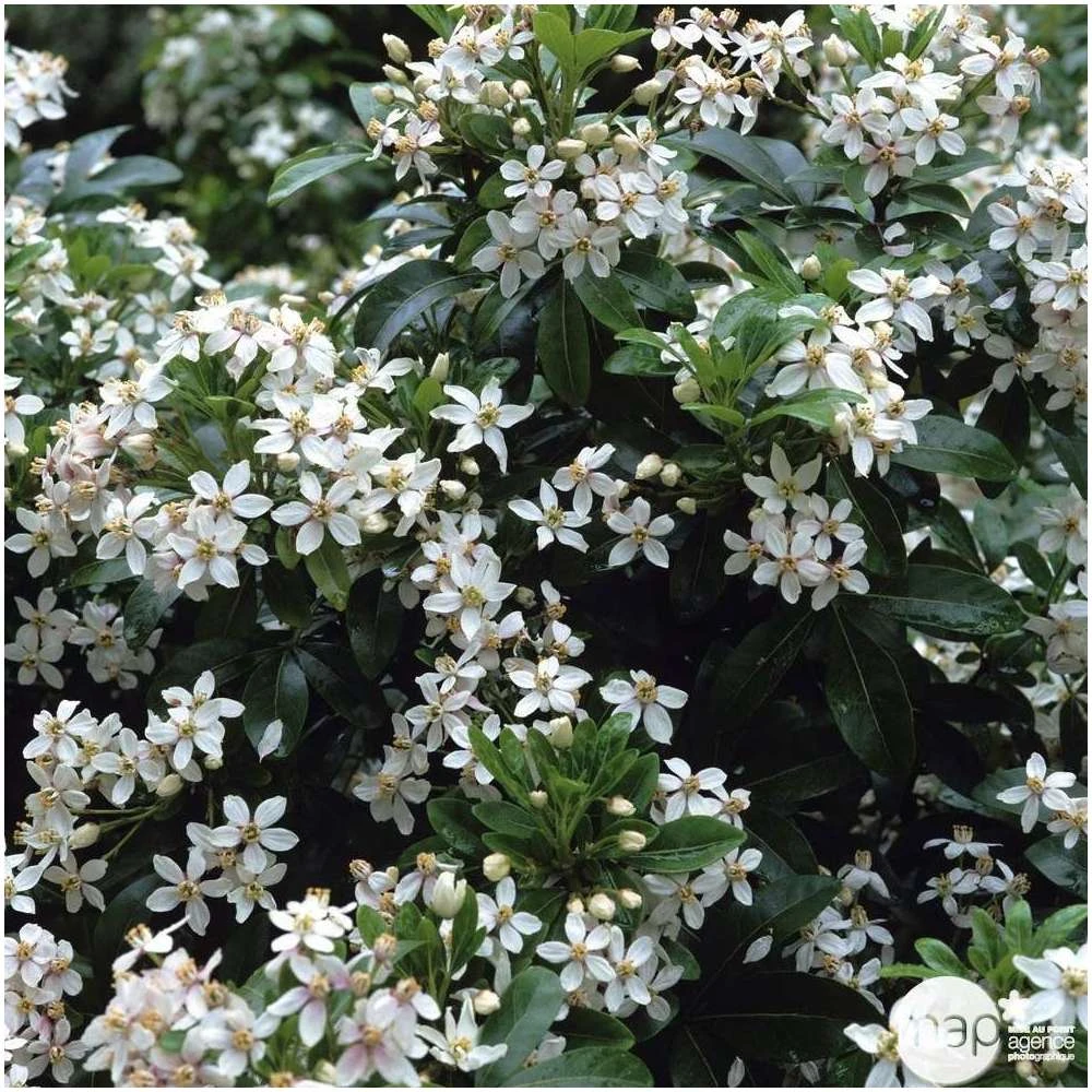 Choisya Ternata: C 5L 1 Choisya Ternata: C 5L