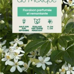 Choisya Ternata: C 5L 12 Choisya Ternata: C 5L -Karcher Soldes 797537 005