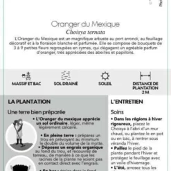 Choisya Ternata: C 5L 11 Choisya Ternata: C 5L -Karcher Soldes 797537 006