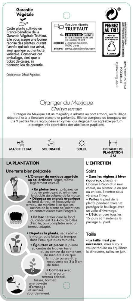 Choisya Ternata: C 5L 5 Choisya Ternata: C 5L – Image 5