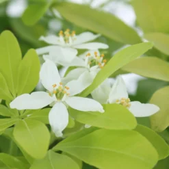 Choisya Ternata Sundance : H30/40cm C 5L