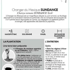 Choisya Ternata Sundance : H30/40cm C 5L -Karcher Soldes 797540 004