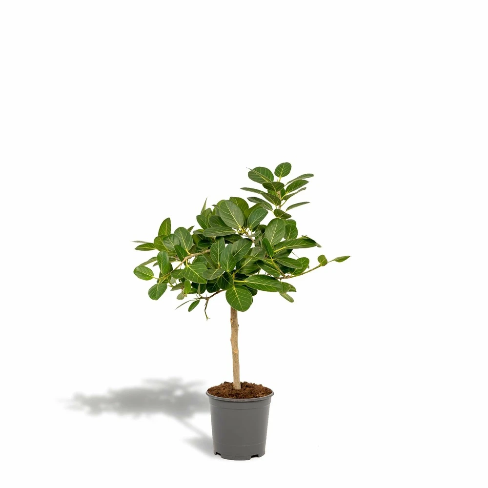 Ficus Benghalensis - H75cm, ø21cm - Grande Plante D'intérieur 1 Ficus Benghalensis - H75cm, ø21cm - Grande Plante D'intérieur