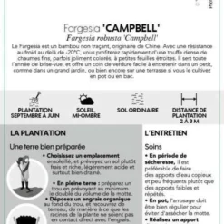 Bambou Non-traçant Fargesia Robusta 'Campbell': Pot De 12 Litres -Karcher Soldes 814665 002