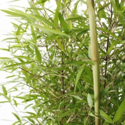 Bambou Non-traçant Fargesia Angustissima: Pot De 5 Litres 7 Bambou Non-traçant Fargesia Angustissima: Pot De 5 Litres -Karcher Soldes 825296 006