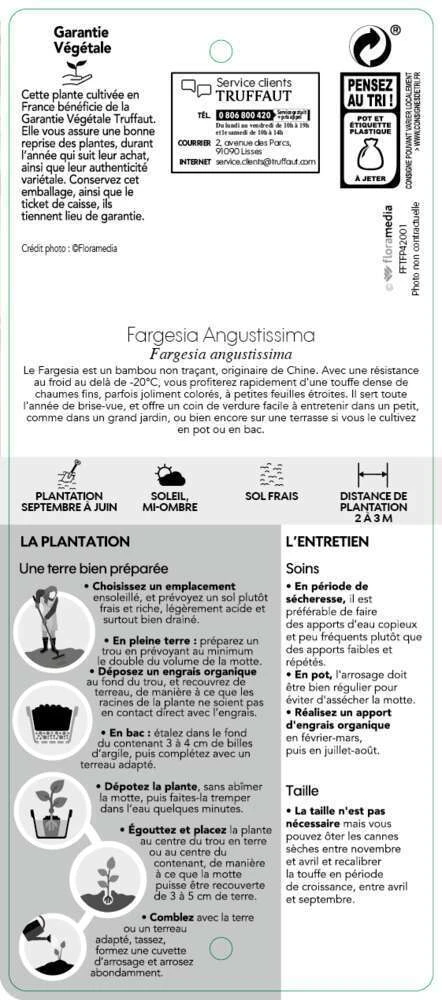 Bambou Non-traçant Fargesia Angustissima: Pot De 5 Litres 5 Bambou Non-traçant Fargesia Angustissima: Pot De 5 Litres – Image 5