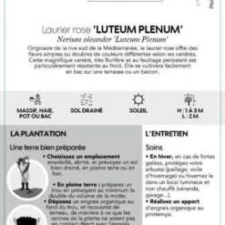 Nerium Oleander Luteum Plenum' Pot 5L -Karcher Soldes 827684 003