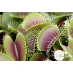 Attrape-mouches : Ø12cm, Pot -Karcher Soldes 85271 001