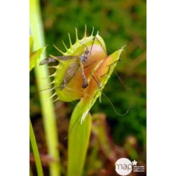 Attrape-mouches : Ø12cm, Pot -Karcher Soldes 85271 003