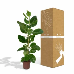 Ficus Altissima - H85cm, ø21cm - Grande Plante D'intérieur 7 Ficus Altissima - H85cm, ø21cm - Grande Plante D'intérieur -Karcher Soldes 86f7d577990ab096