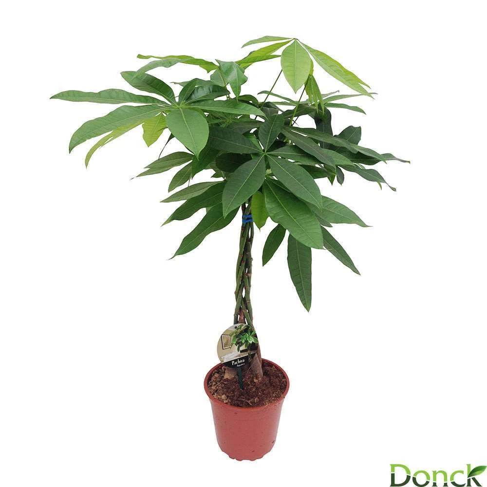 Pachira Aquatica:Tige Tressée H80 Cm Pot D19 Cm 1 Pachira Aquatica:Tige Tressée H80 Cm Pot D19 Cm