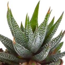 Gasteria, Haworthia, Box De 5 Plantes - H12cm, ø5,5cm - Plantes D'intérieur 8 Gasteria, Haworthia, Box De 5 Plantes - H12cm, ø5,5cm - Plantes D'intérieur -Karcher Soldes 8f6303b2df7c9f36