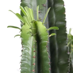 Euphorbe Erythrea H170cm : Pot Ø35cm