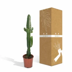 Euphorbia Acrurensis - H50cm, ø17cm - Grande Plante D'intérieur -Karcher Soldes 9085af23248e93ea