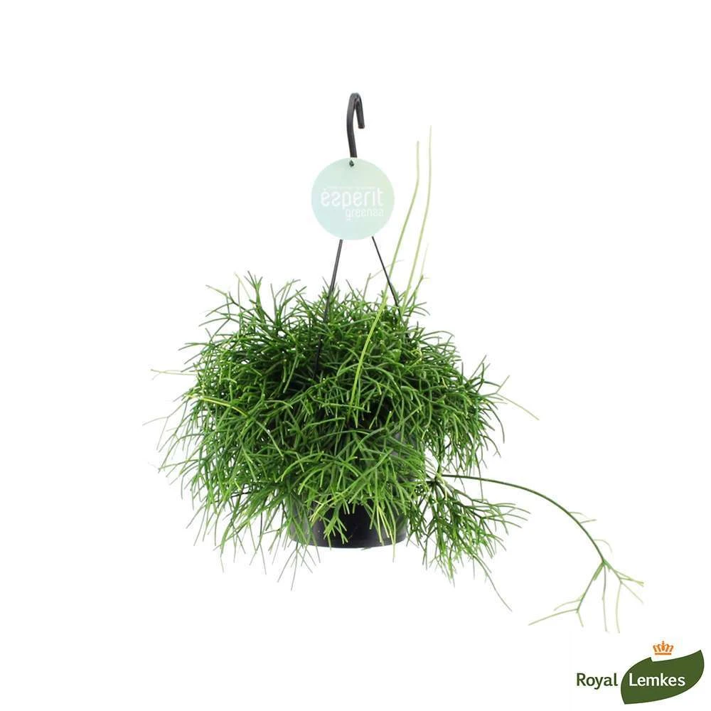 Rhipsalis Oasis, Suspension D17cm 1 Rhipsalis Oasis, Suspension D17cm