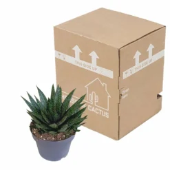 Gasteria - H25, ø17cm - Plantes D'intérieur Facile D'entretien -Karcher Soldes 92b816dbc312753b