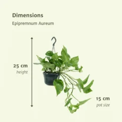 Epipremnum Aureum Scindapsus X2 - H25cm, ø15cm - Plante D'intérieur -Karcher Soldes 93ca32c9cb6f13ca