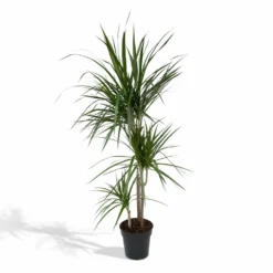 Dracaena Marginata - H115cm, ø21cm - Très Grande Plante D'intérieur