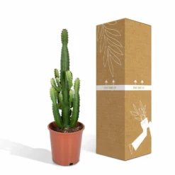 Euphorbia Acrurensis - H80cm, ø24cm - Grande Plante D'intérieur -Karcher Soldes 961446c69616177c