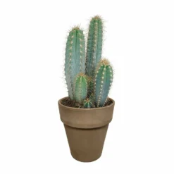 Pilosocereus Azureus Et Son Cache-pot Marron - H40cm, ø17cm - Plante D'intérieur -Karcher Soldes 963343ed4487e29a