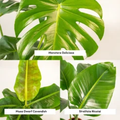 Monstera Deliciosa, Bananier Musa, Strelitzia Nicolai - Grandes Plantes D'intérieur -Karcher Soldes 964644ac6b97da9d