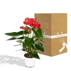 Anthurium Rouge - H40cm, ø12cm - Plante D'intérieur 9 Anthurium Rouge - H40cm, ø12cm - Plante D'intérieur -Karcher Soldes 972096c3ef4e7808