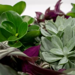 Box 6 Plantes D'intérieur - H20cm, ø12cm - Plantes D'intérieur -Karcher Soldes 983a3b72228d5787