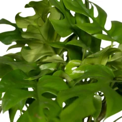 Monstera Minima - H25cm, ø15cm - Plante D'intérieur -Karcher Soldes 98881b448473e4cf