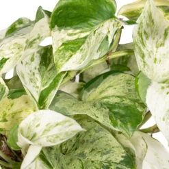 Epipremnum Happy Leaf Scindapsus - H15cm, ø12cm - Plante D'intérieur Tombante -Karcher Soldes 9ff0fe9832ba9055