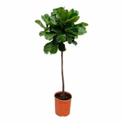 Ficus Lyrata Xl - H150cm, ø30cm - Très Grande Plante D'intérieur