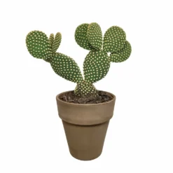 Opuntia Microdasys Et Son Cache-pot Marron - H40cm, ø17cm - Plante D'intérieur 9 Opuntia Microdasys Et Son Cache-pot Marron - H40cm, ø17cm - Plante D'intérieur -Karcher Soldes a5b5547e6fb3b690
