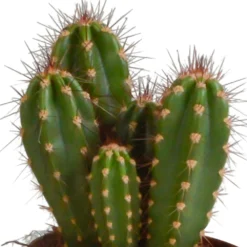 Cactus, Box De 3 Plantes - H15cm, ø10,5cm - Plantes D'intérieur -Karcher Soldes a87631cfc895184c