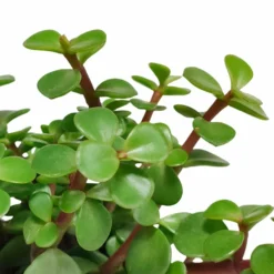 Portulacaria Afra - H25cm, ø10,5cm - Plante D'intérieur -Karcher Soldes ae48ccf2c4e6d2a1