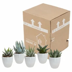 Gasteria, Haworthia Et Leurs Caches-pots Blancs, Box De 5 Plantes - H8cm, ø6cm - Plantes D'intérieur -Karcher Soldes b21e979194cb601b
