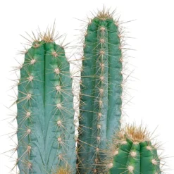 Pilosocereus Azureus Et Son Cache-pot Marron - H40cm, ø17cm - Plante D'intérieur -Karcher Soldes b23cc9a2439d2a8e