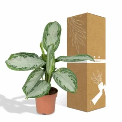 Aglaonema Silver Bay - H55cm, ø17cm - Plante D'intérieur -Karcher Soldes b5f3c26db9e6b948
