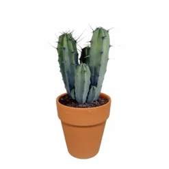 Myrtillocactus Et Son Cache-pot En Terracotta - H40cm, ø17cm - Plante D'intérieur -Karcher Soldes b6968ab3d045db57