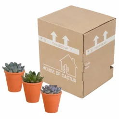 Echeveria Et Leurs Caches-pots Terracotta, Box De 3 Plantes - H12cm, ø9,5cm - Plantes D'intérieur -Karcher Soldes b844b44b7419e9dd