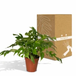 Monstera Minima - H25cm, ø15cm - Plante D'intérieur -Karcher Soldes b8c87ee92749a24b