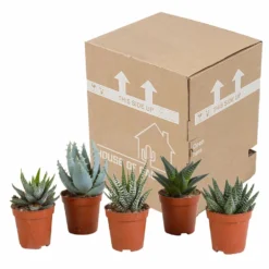 Gasteria, Haworthia, Box De 5 Plantes - H12cm, ø5,5cm - Plantes D'intérieur 7 Gasteria, Haworthia, Box De 5 Plantes - H12cm, ø5,5cm - Plantes D'intérieur -Karcher Soldes bf054cfd56654567