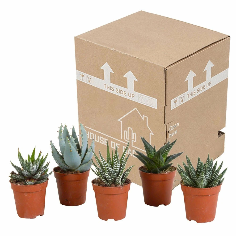 Gasteria, Haworthia, Box De 5 Plantes - H12cm, ø5,5cm - Plantes D'intérieur 3 Gasteria, Haworthia, Box De 5 Plantes - H12cm, ø5,5cm - Plantes D'intérieur – Image 3