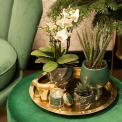 Haworthia Limifolia - ø6cm - H11cm, ø6cm - Plante D'intérieur -Karcher Soldes bf7305019d958c28