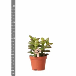 Crassula - H11cm, ø6cm - Plante D'intérieur -Karcher Soldes c4e1906cdfe0566b