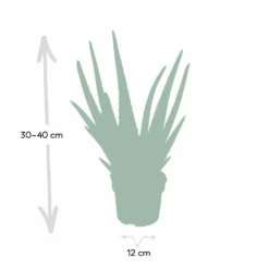 Aloe Vera - H30cm, ø12cm - Plante D'intérieur Succulente -Karcher Soldes c62c5fdd3bcbbb2c