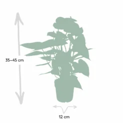 Anthurium Rouge - H40cm, ø12cm - Plante D'intérieur 8 Anthurium Rouge - H40cm, ø12cm - Plante D'intérieur -Karcher Soldes c9996e5be3d5689d