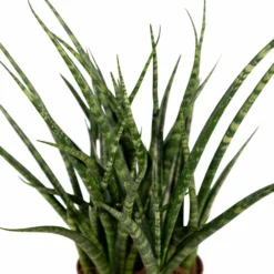 Sansevieria Fernwood Punk - H30cm, ø12cm - Plante D'intérieur Sans Entretien -Karcher Soldes cda90238b05458e8