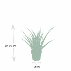 Sansevieria Fernwood Punk - H30cm, ø12cm - Plante D'intérieur Sans Entretien -Karcher Soldes ce253637df77bdc2