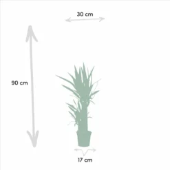 Yucca X3 - Grandes Plantes D'intérieur -Karcher Soldes ce4ed4497003ae8b
